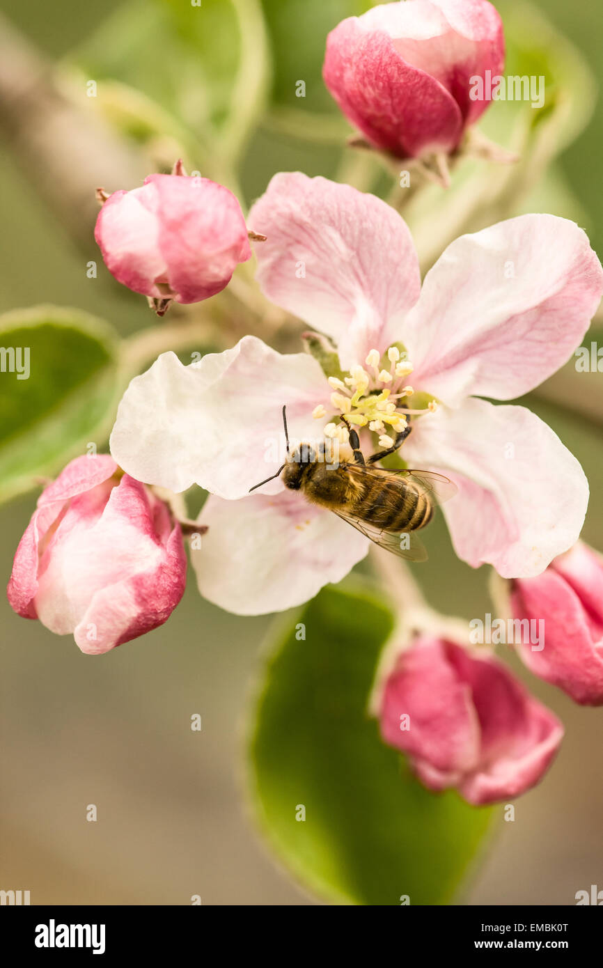 Close-up of apple blossoms being pollinated by a honeybee, along the 'Fruit Loop' near Hood River, Oregon, USA Stock Photo