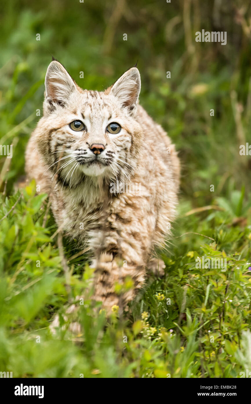 Bobcat searching for prey in a meadow near Bozeman, Montana, USA. Stock Photo
