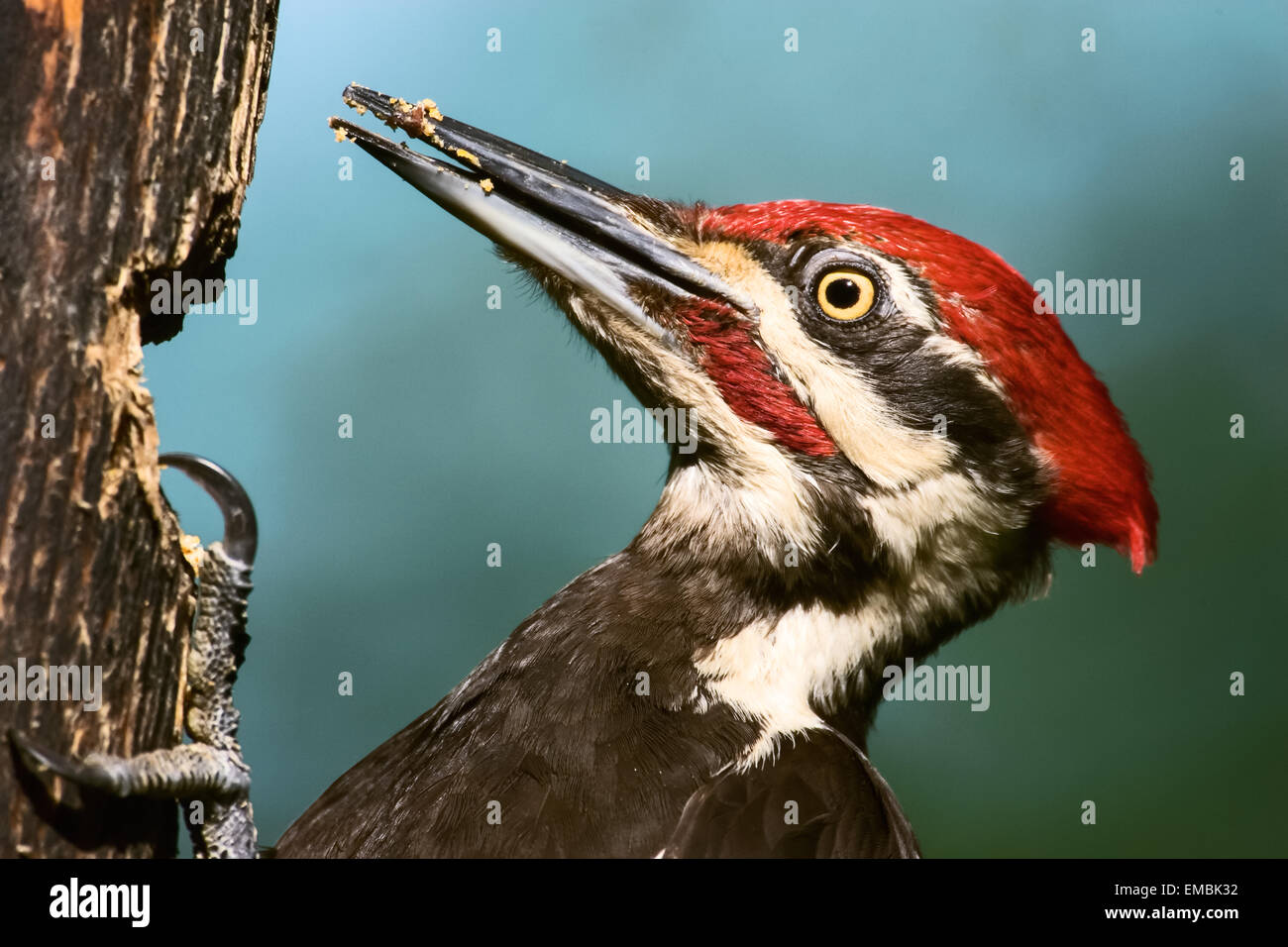 Western washington usa united states bird pileated woodpecker eating