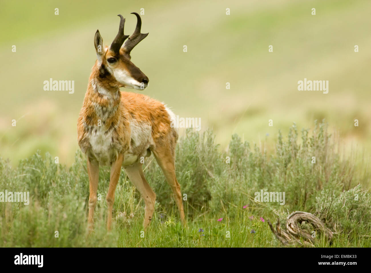 Shaggy male Pronghorn or American Antelope (Antilocapra americana) in Yellowstone National Park, Wyoming, USA Stock Photo