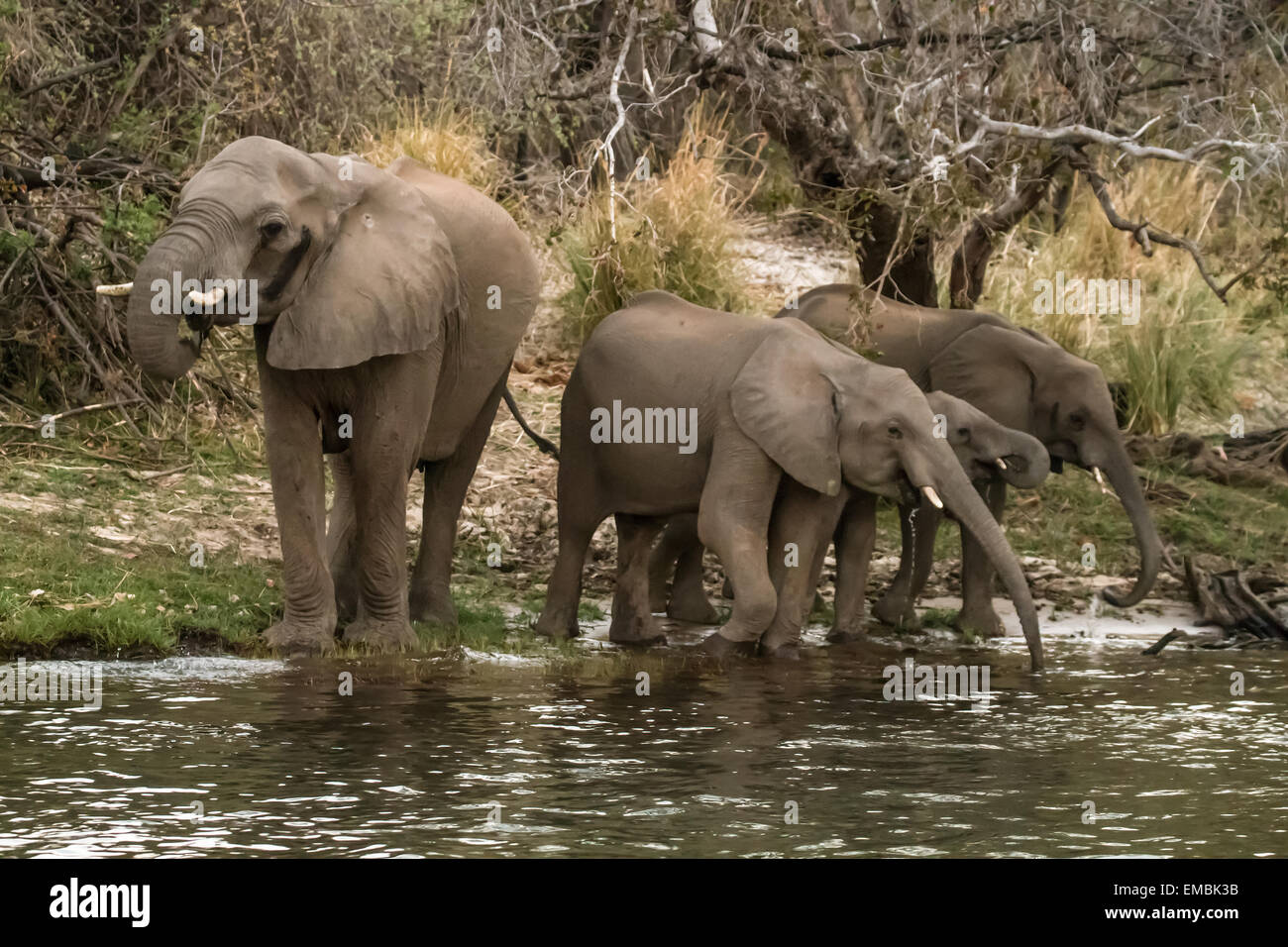 African Elephant herd with adults and juveniles drinking from the Zambezi River, Zimbabwe, Africa Stock Photo