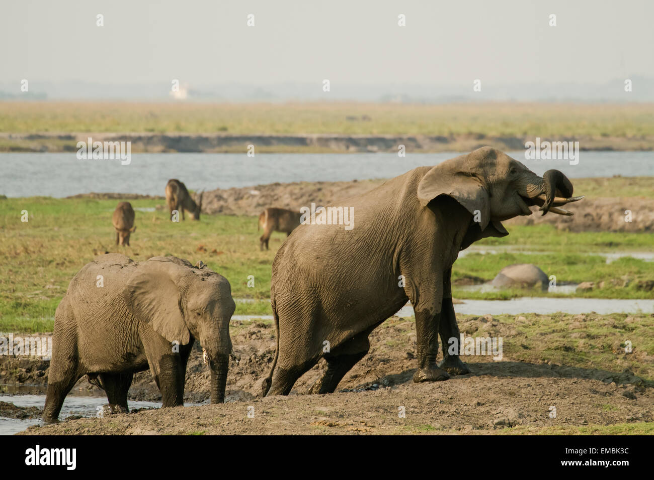 African Elephants wading in a water hole with Waterbuck in the background, in Chobe National Park, Botswana, Africa Stock Photo