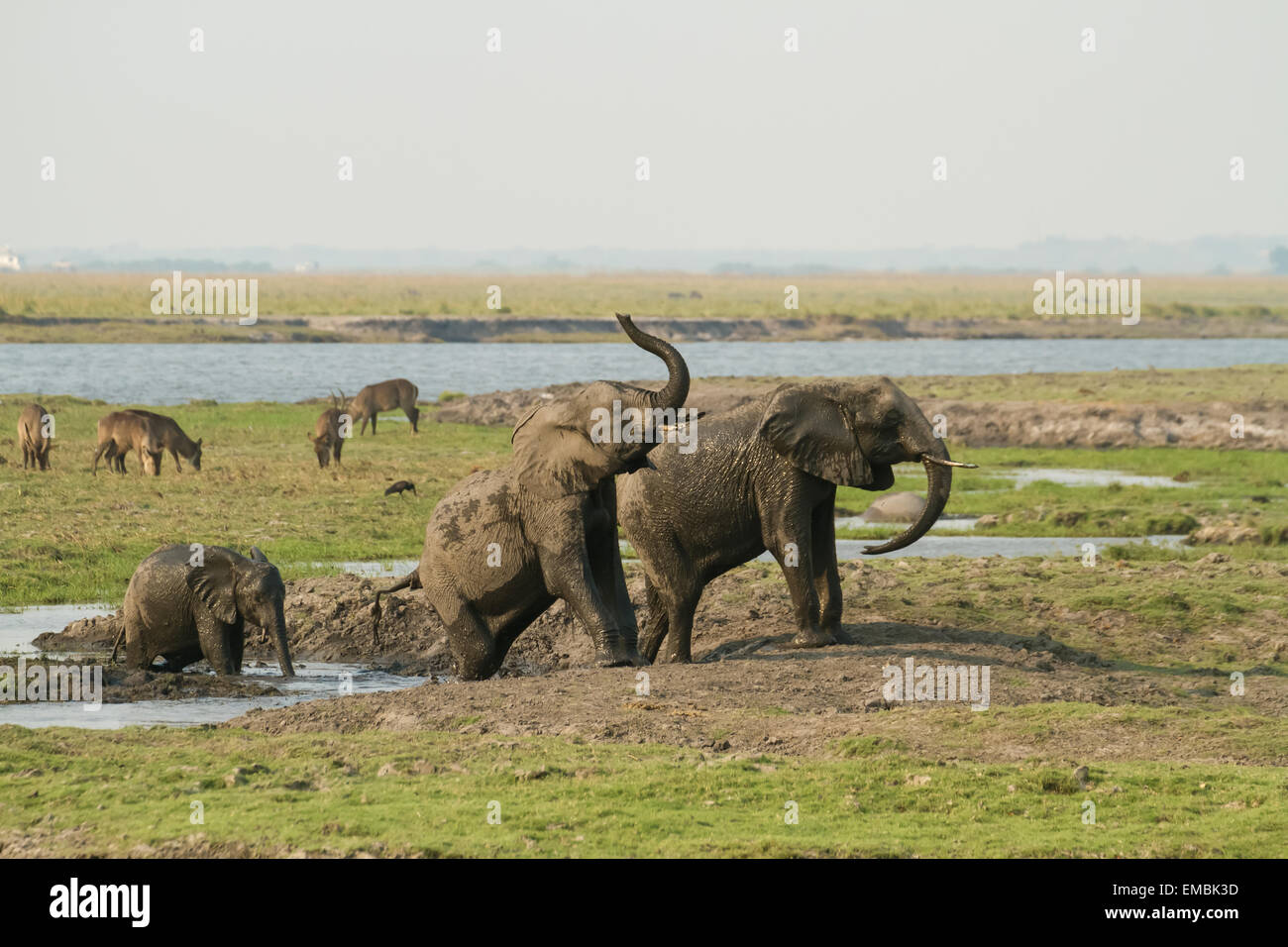 African Elephants taking a mud bath, spraying themselves with mud to help protect from insects, with Waterbuck in the background Stock Photo