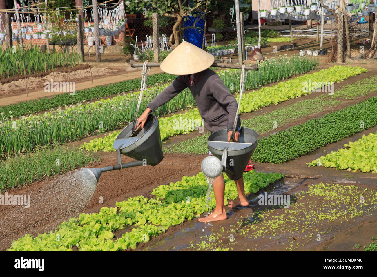 Vietnam, Hoi An, vegetable garden, gardener, watering, Stock Photo