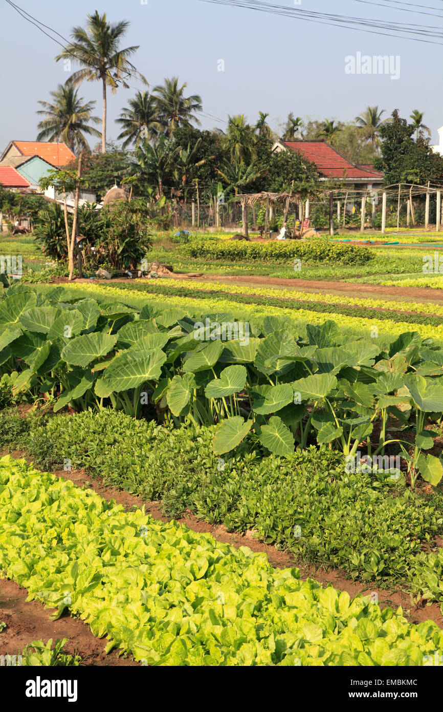 Vietnam, Hoi An, vegetable garden, agriculture Stock Photo Alamy