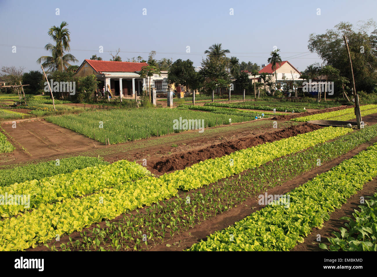 Vietnam, Hoi An, vegetable garden, agriculture, Stock Photo