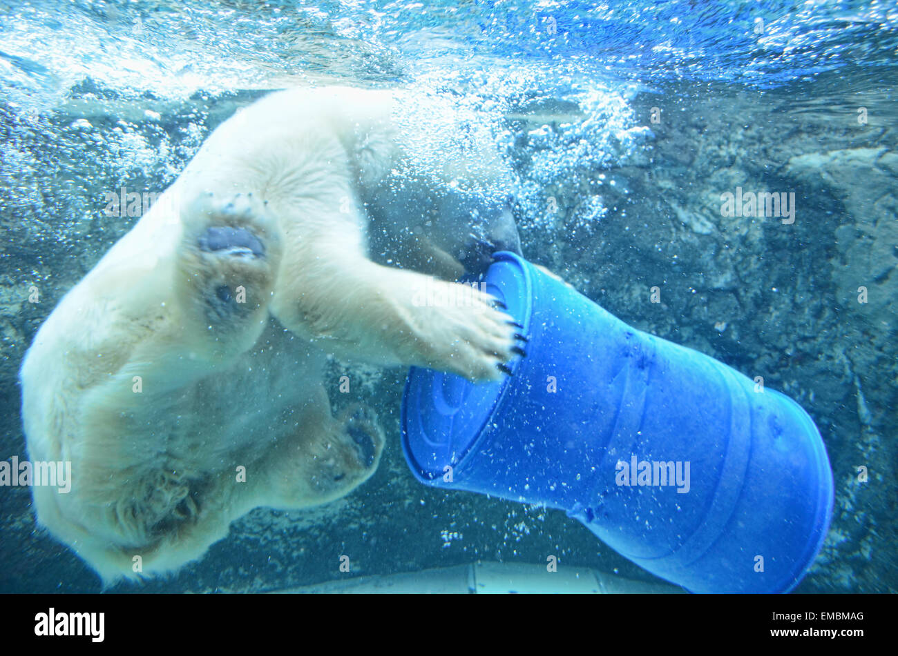 A polar bear playing around with a barrel in the aquarium in Asahiyama Zoo Stock Photo