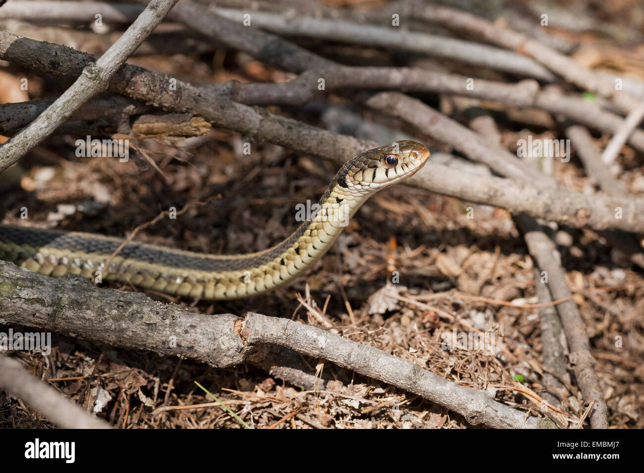 Common garter snake (Thamnophis sirtalis) - Virginia USA Stock Photo