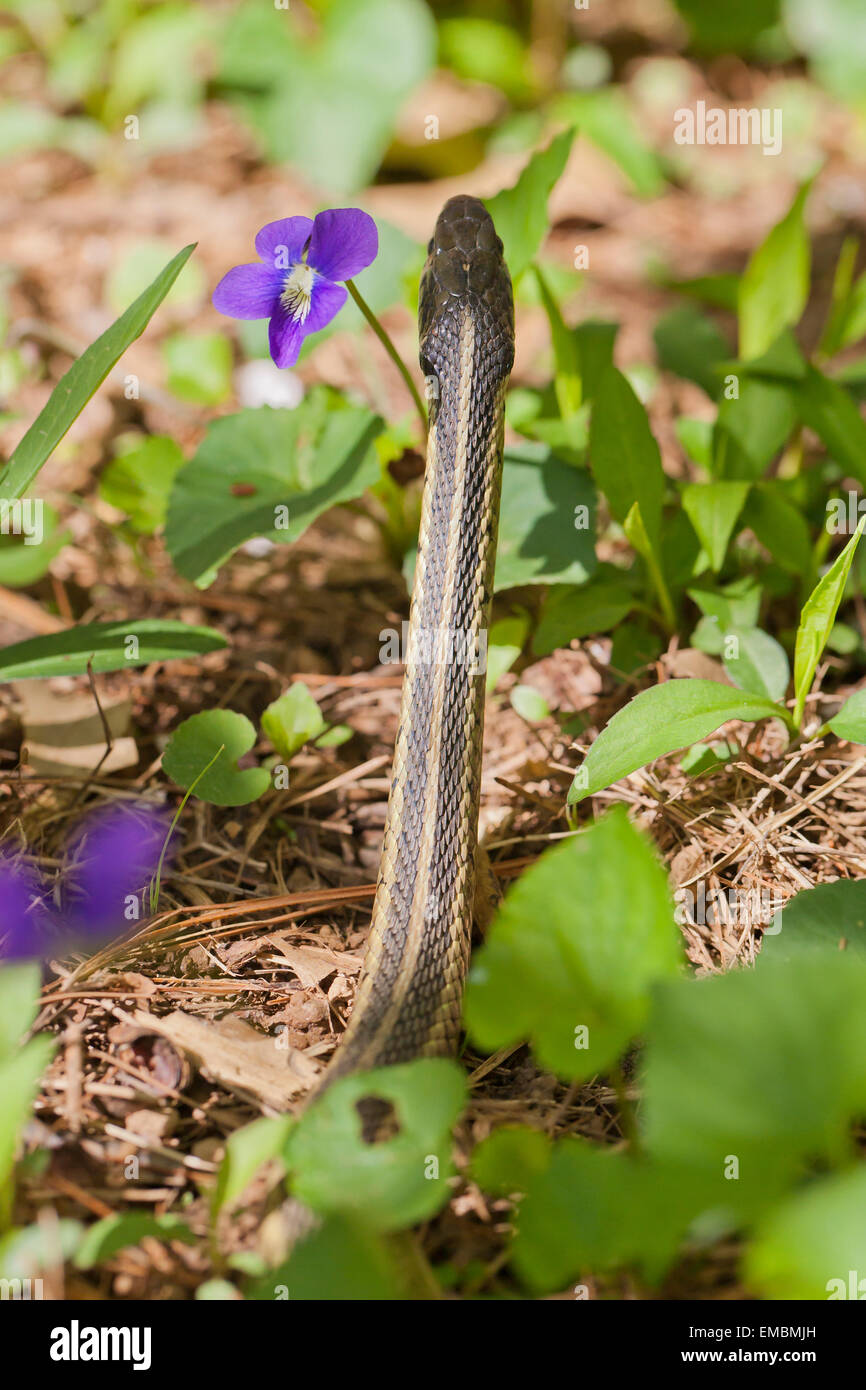 Common garter snake (Thamnophis sirtalis) - Virginia USA Stock Photo