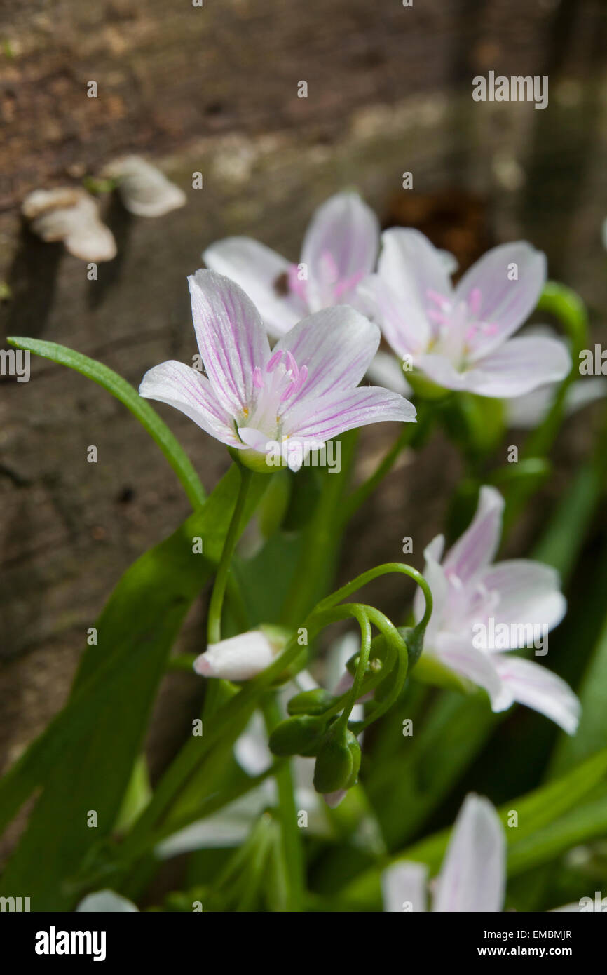 Eastern spring beauty (Claytonia virginica), aka Virginia spring beauty, and fairy spud growing in spring - Virginia USA Stock Photo