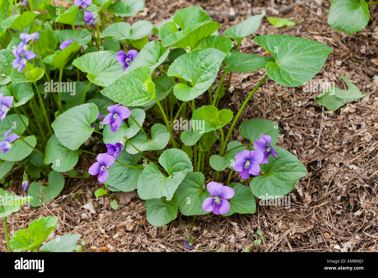 Wild violet flowers - Virginia USA Stock Photo