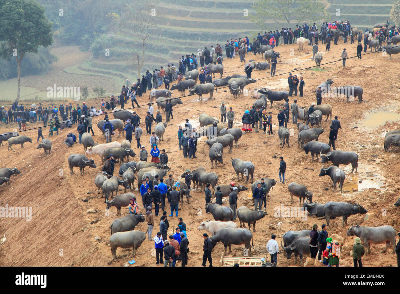 Vietnam, Lao Cai Province, Can Cau, market, buffaloes, Stock Photo