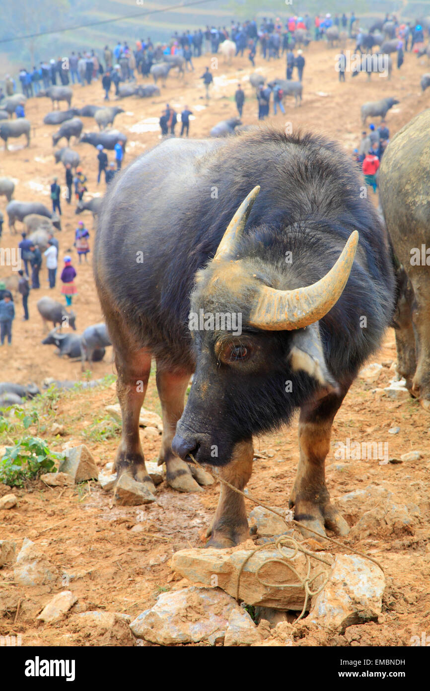 Vietnam, Lao Cai Province, Can Cau, market, buffalo, Stock Photo