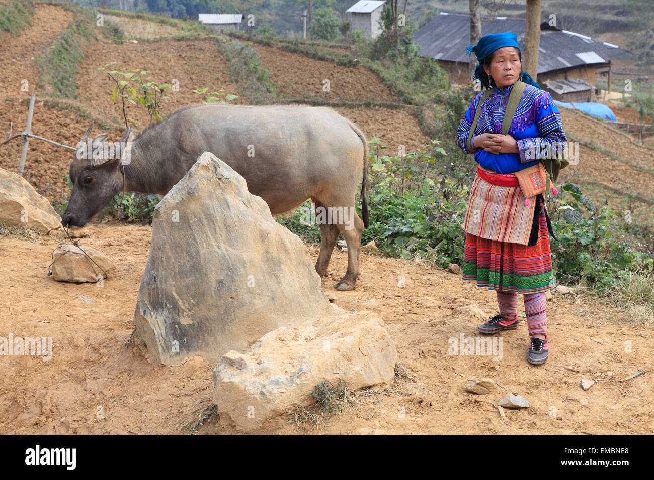 Vietnam, Lao Cai Province, Can Cau, market, buffalo, hill tribes, people, woman, blue hmong, Stock Photo