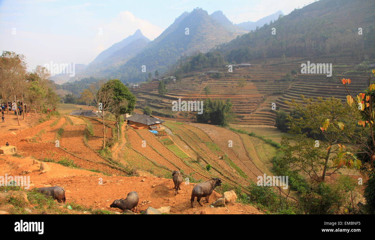 Vietnam, Lao Cai Province, Can Cau, terraced fields, landscape, Stock Photo