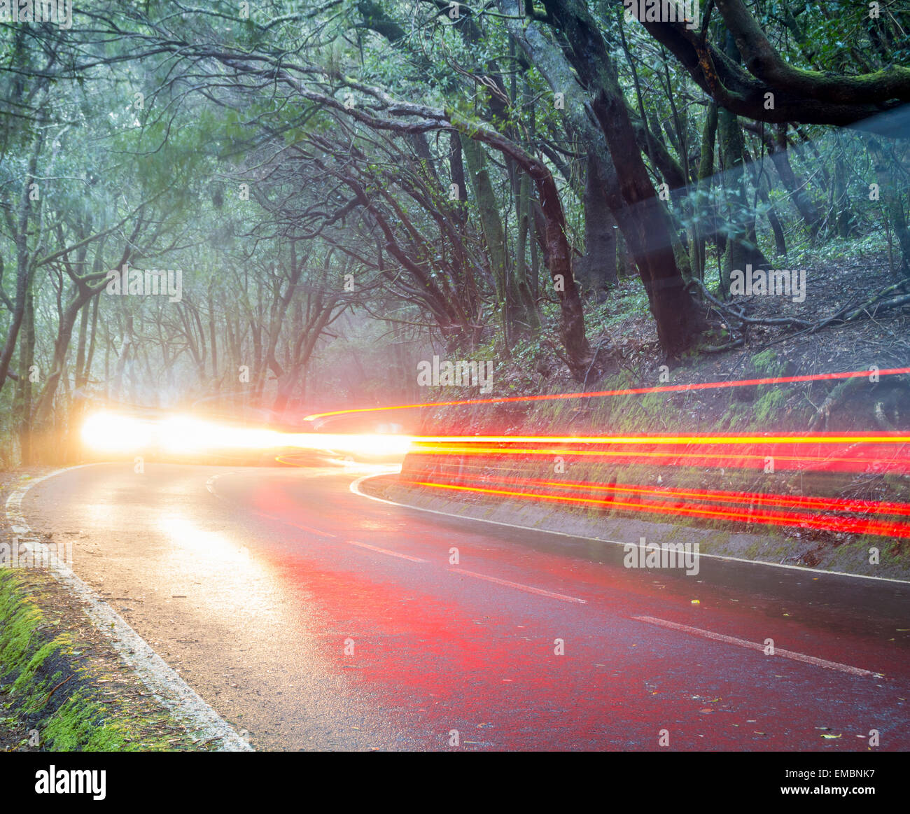 Car light trails on forest road Stock Photo