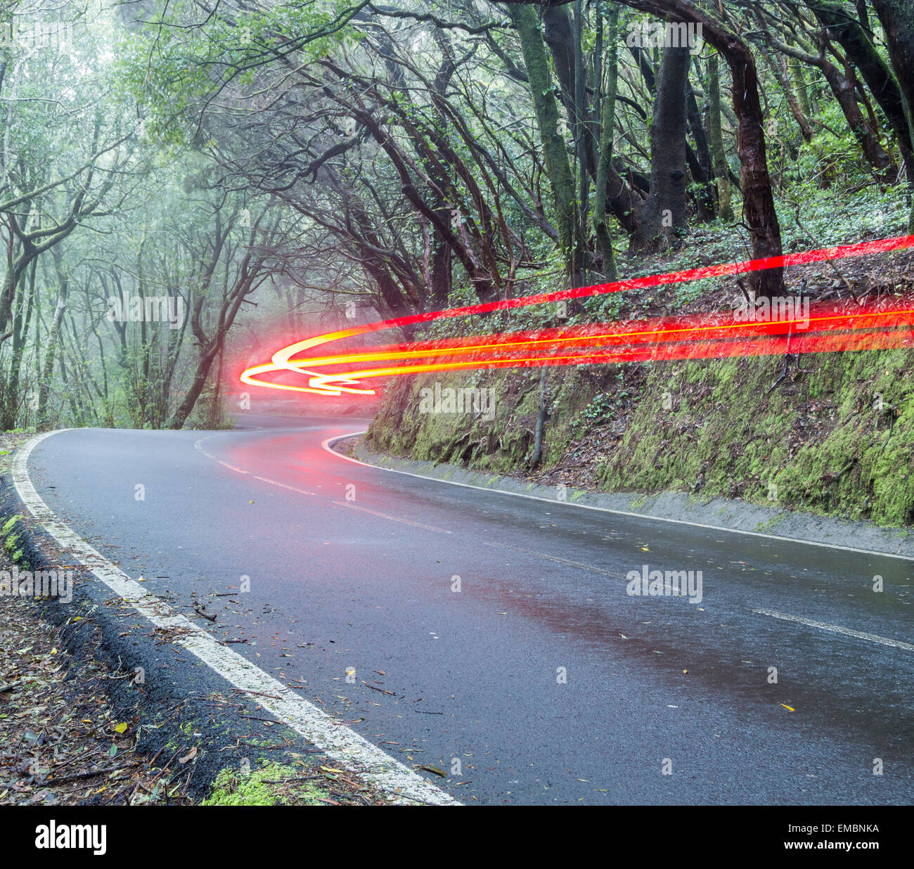 Car light trails on forest road Stock Photo