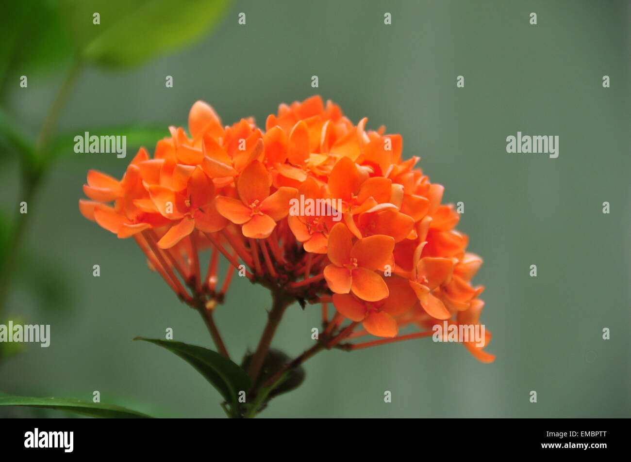 Orange colored beautiful Indian flower. Stock Photo