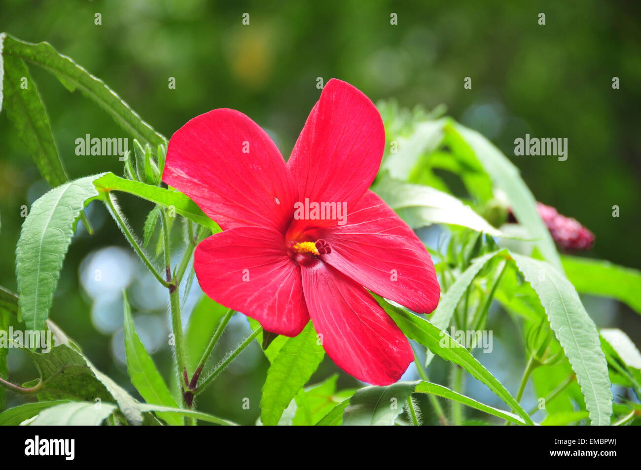 Beautiful red hibiscus flower. Stock Photo