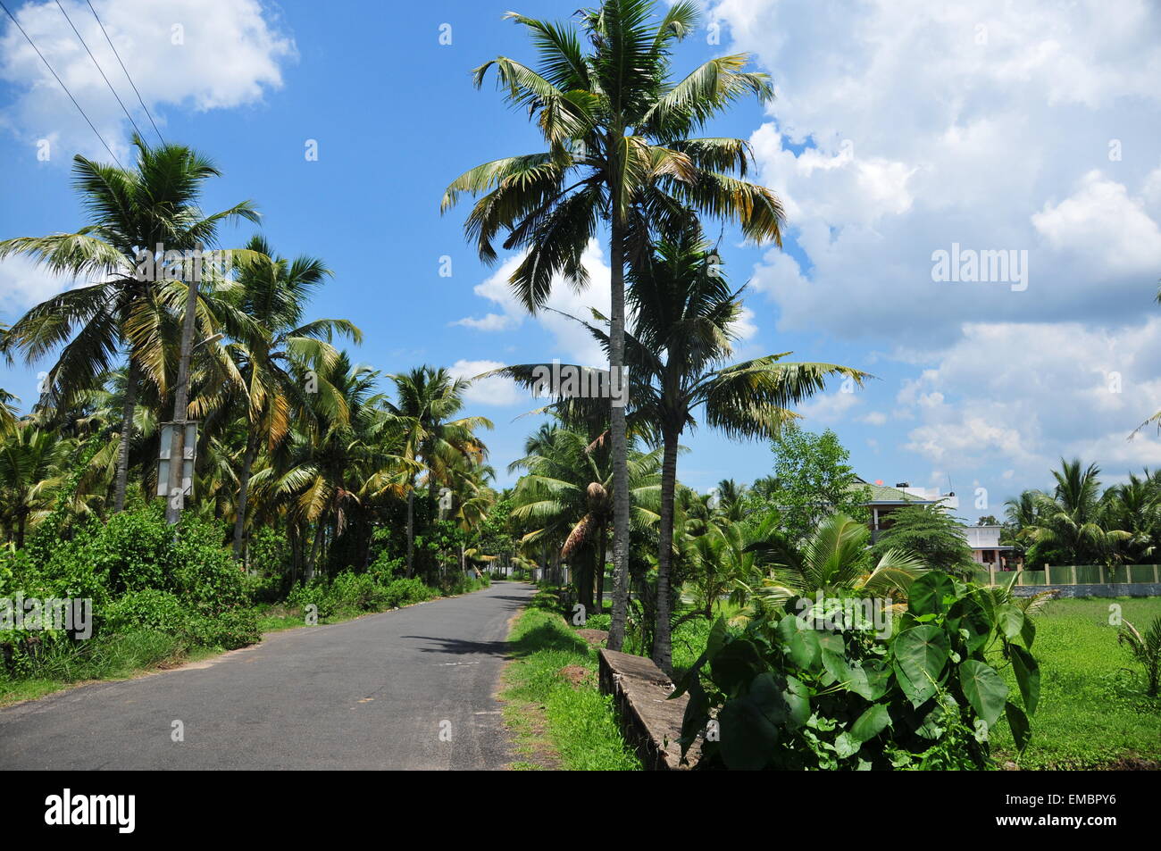 Coconut trees on the both side of a village road hi-res stock ...