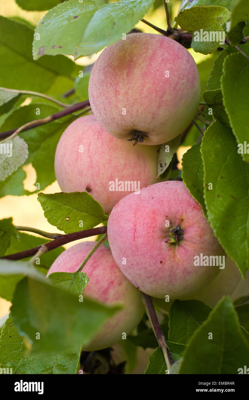 Ripe apples on the apple tree under sun light Stock Photo - Alamy