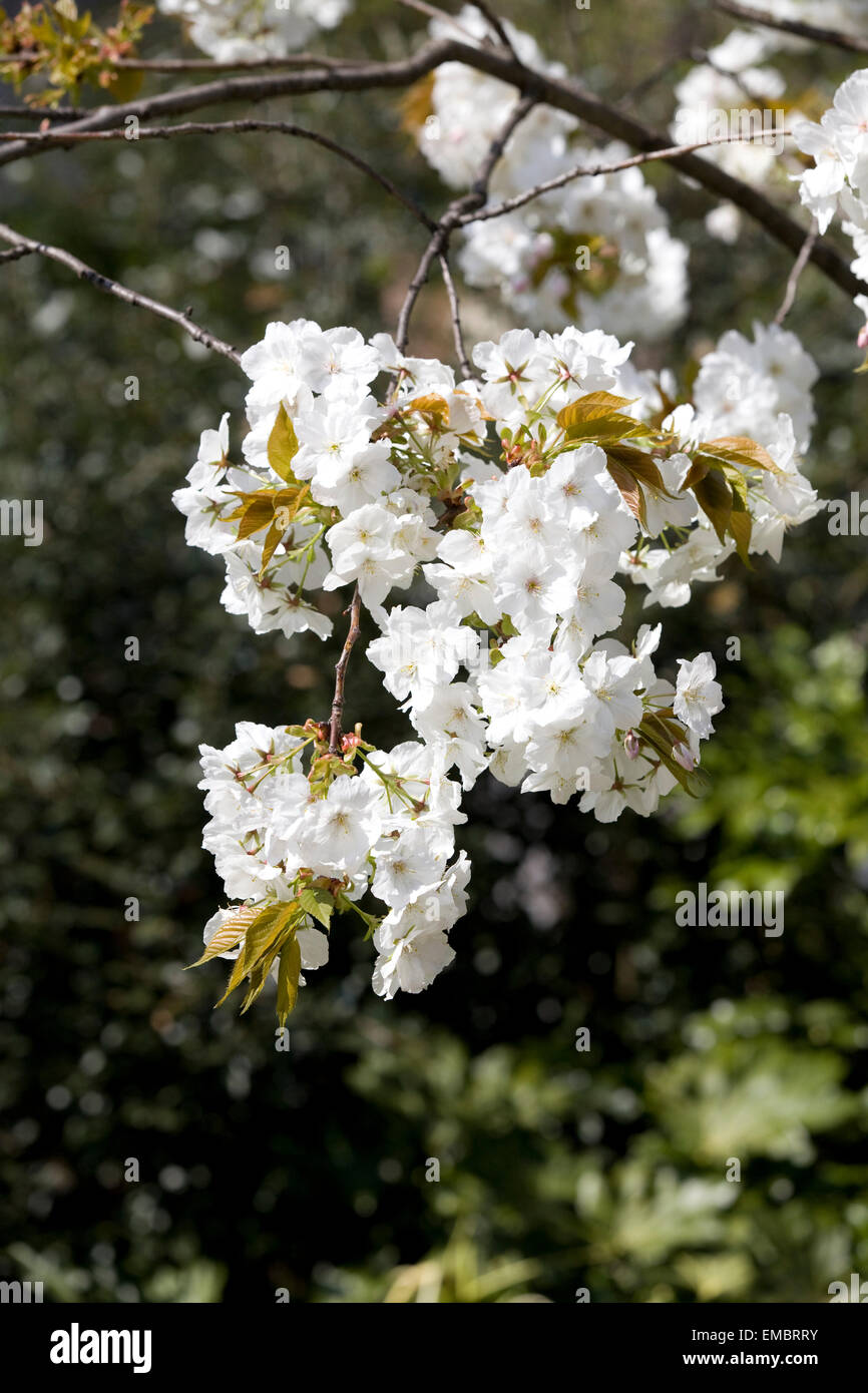 White Cherry Blossom Tree flowering in Hyde Park London Stock Photo