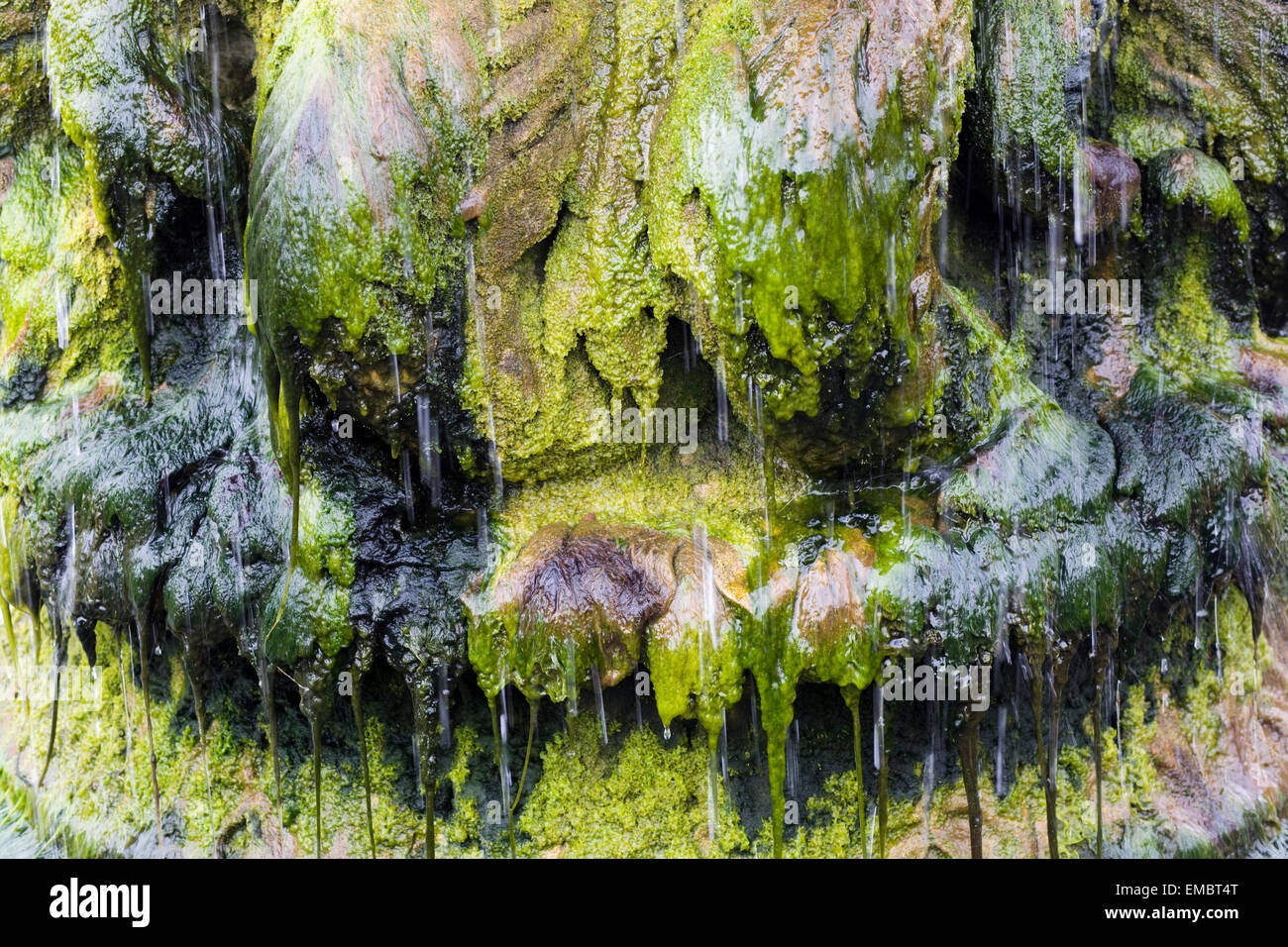 Decorative fountain covered in Algae Stock Photo Alamy