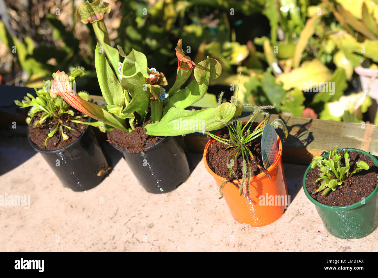 Different variety of carnivorous plants Stock Photo