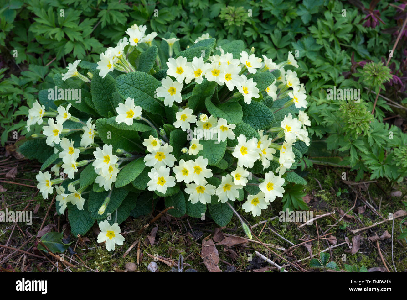 Clump of Primula Vulgaris (Wild Primrose) with pale creamy yellow flower in early spring. Stock Photo