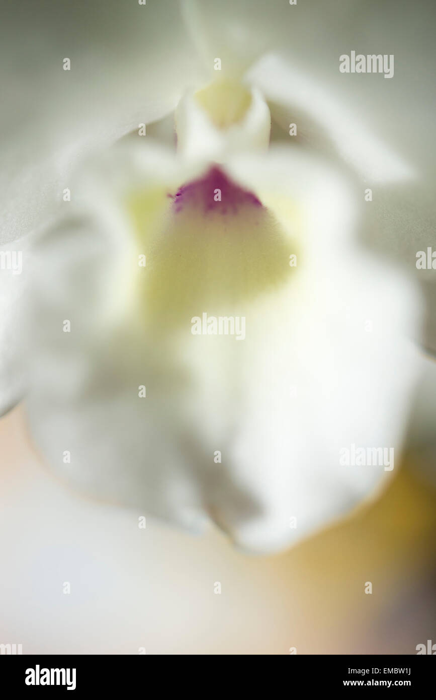 Exteme close up of a white orchid with soft burred effect and muted ...