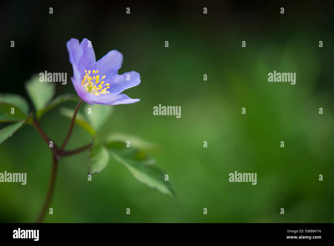 Anemone Robinsonia flower in close up. A beautiful small spring flower with blue petals and yellow stamens. Stock Photo