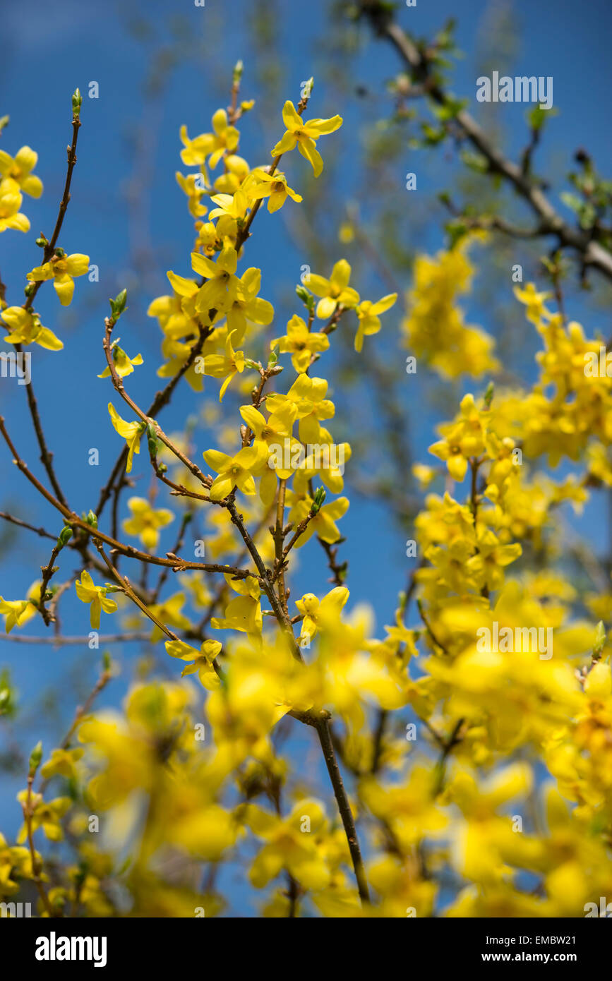 Bright yellow Forsythia flowering against a blue sky. Beautiful spring colours in an English garden. Stock Photo