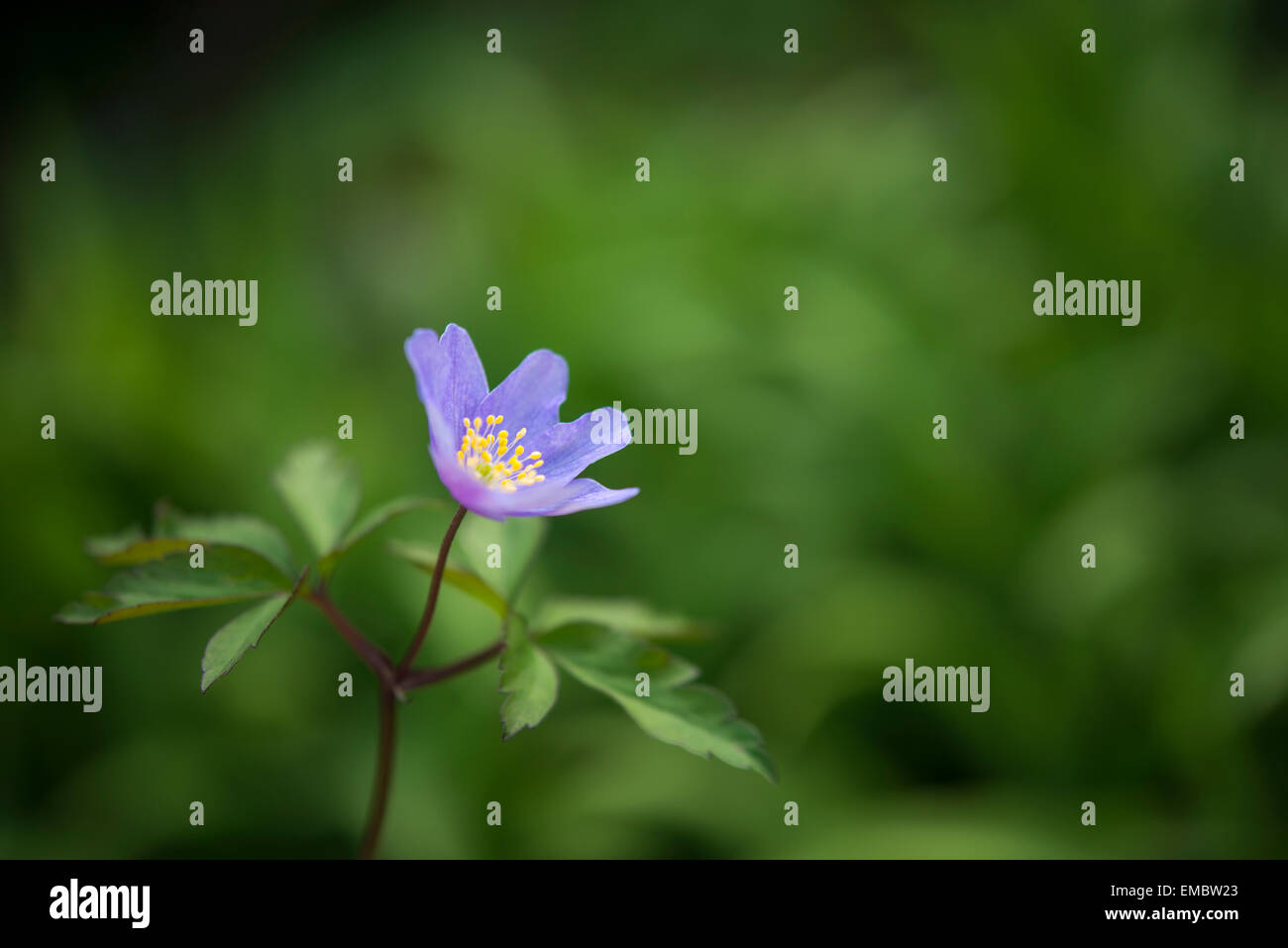 Anemone Robinsonia flower in close up. A beautiful small spring flower with blue petals and yellow stamens. Stock Photo