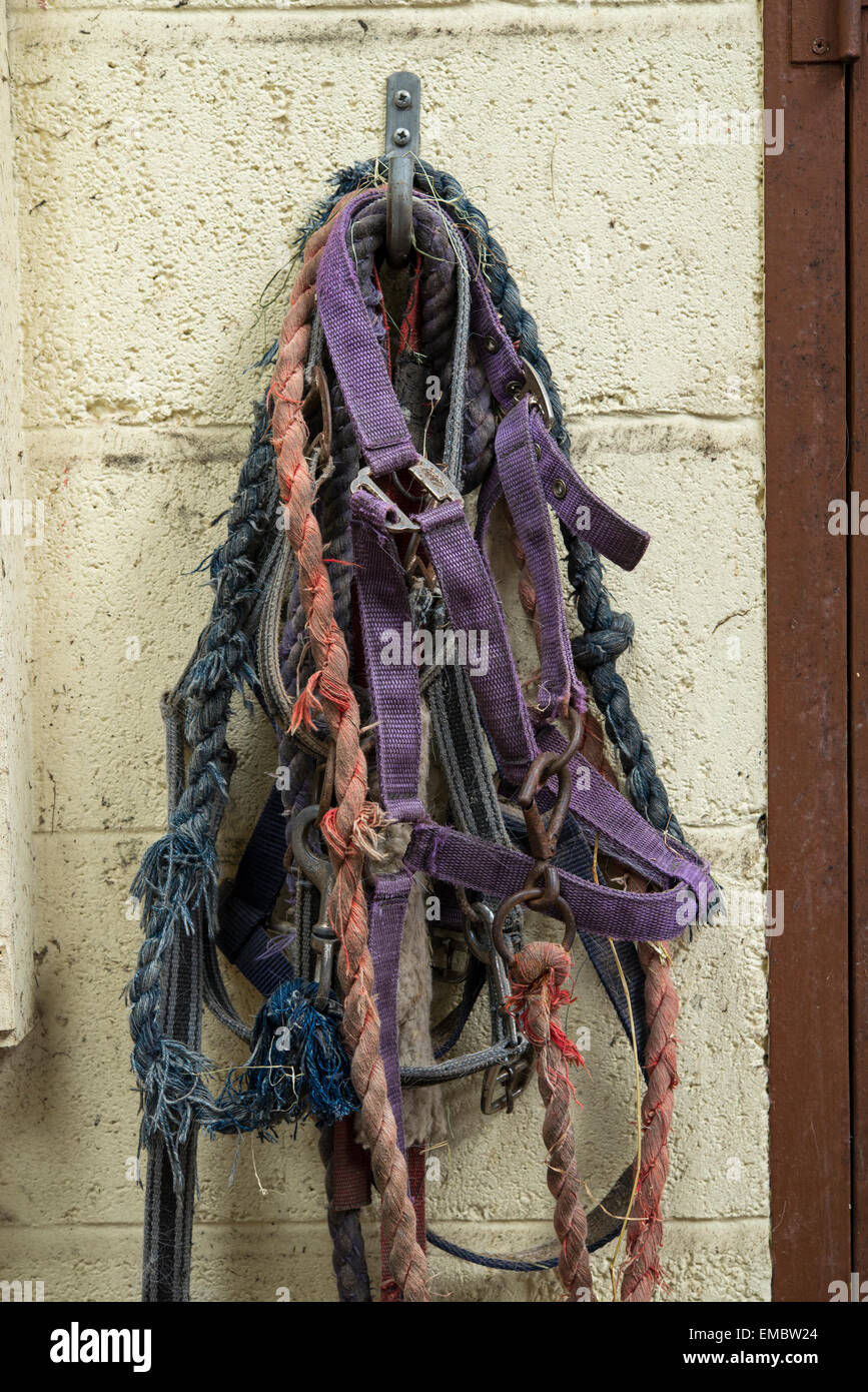 Well used, coloured head collars and lead ropes for horses, hanging against a wall in a stable building. Stock Photo