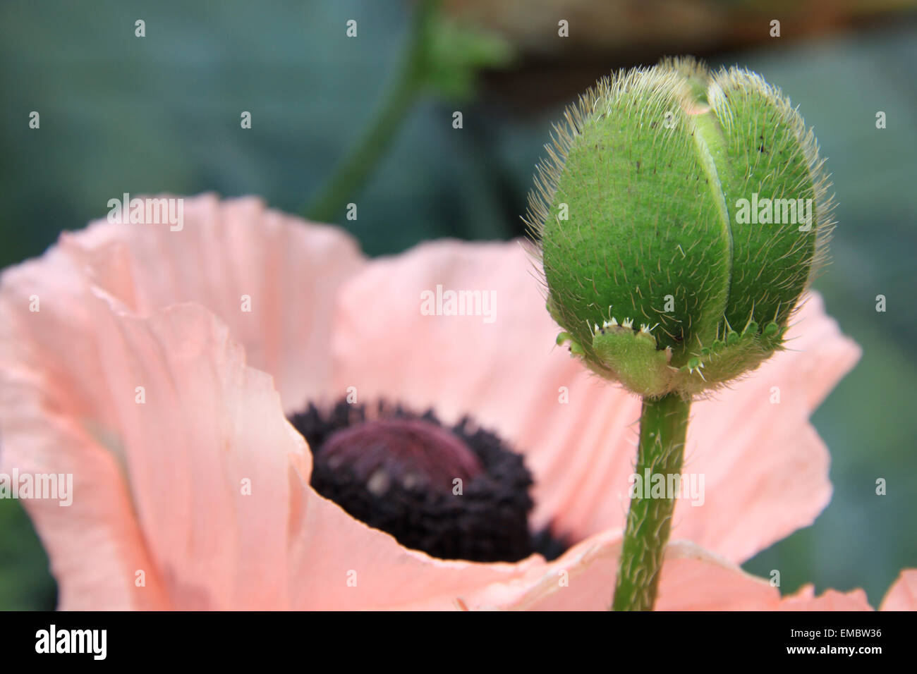 The delicate petals of the Oriental Poppy with an unopened flower head in the foreground Stock Photo