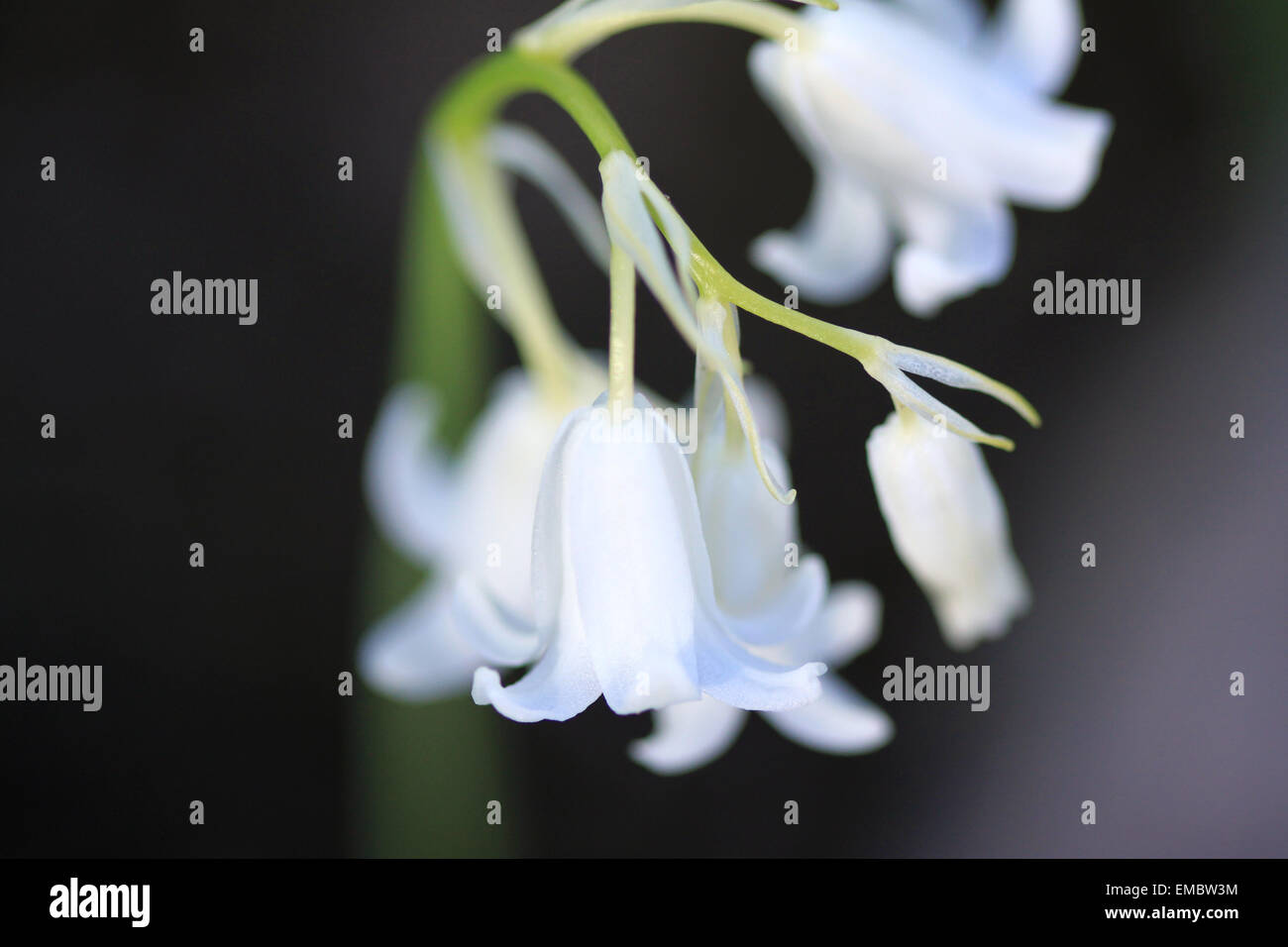 Closeup of a white bluebell flowerspike Stock Photo