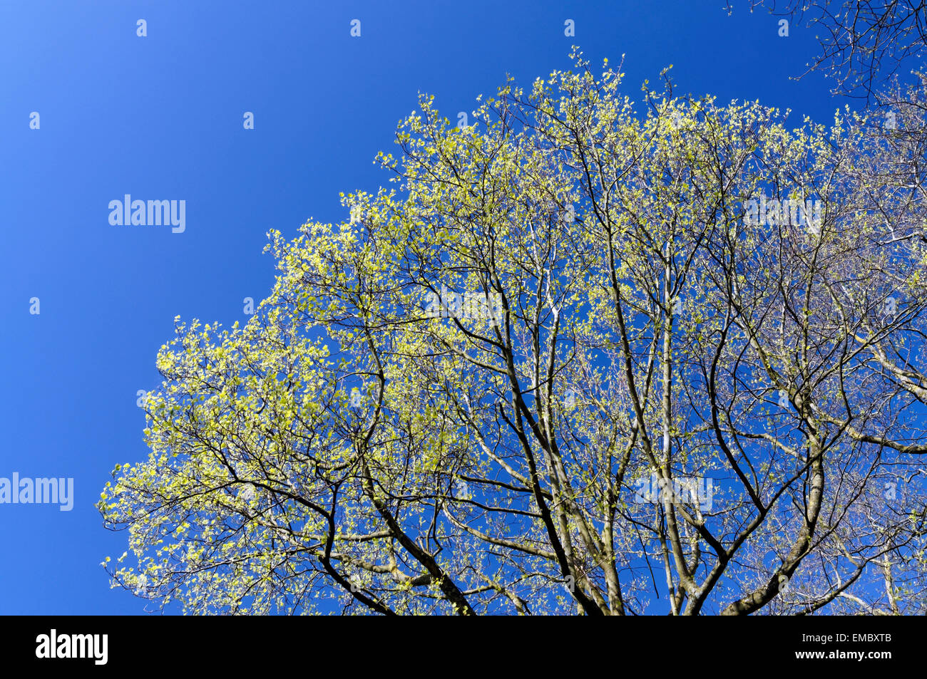 Willow tree and Catkins against blue sky. Stock Photo