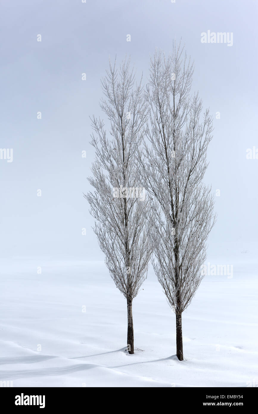 Group of poplar trees in soft,tranquil and snowy environment in winter time Stock Photo