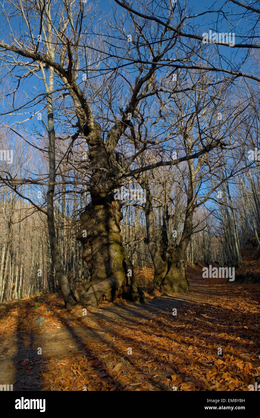 Old chesnuts forest at winter beside the ancient roman road to Santa ...