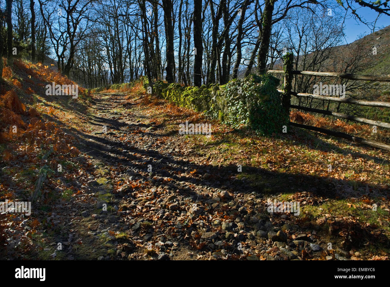 Old chesnut forest at winter beside the ancient roman road to Santa ...