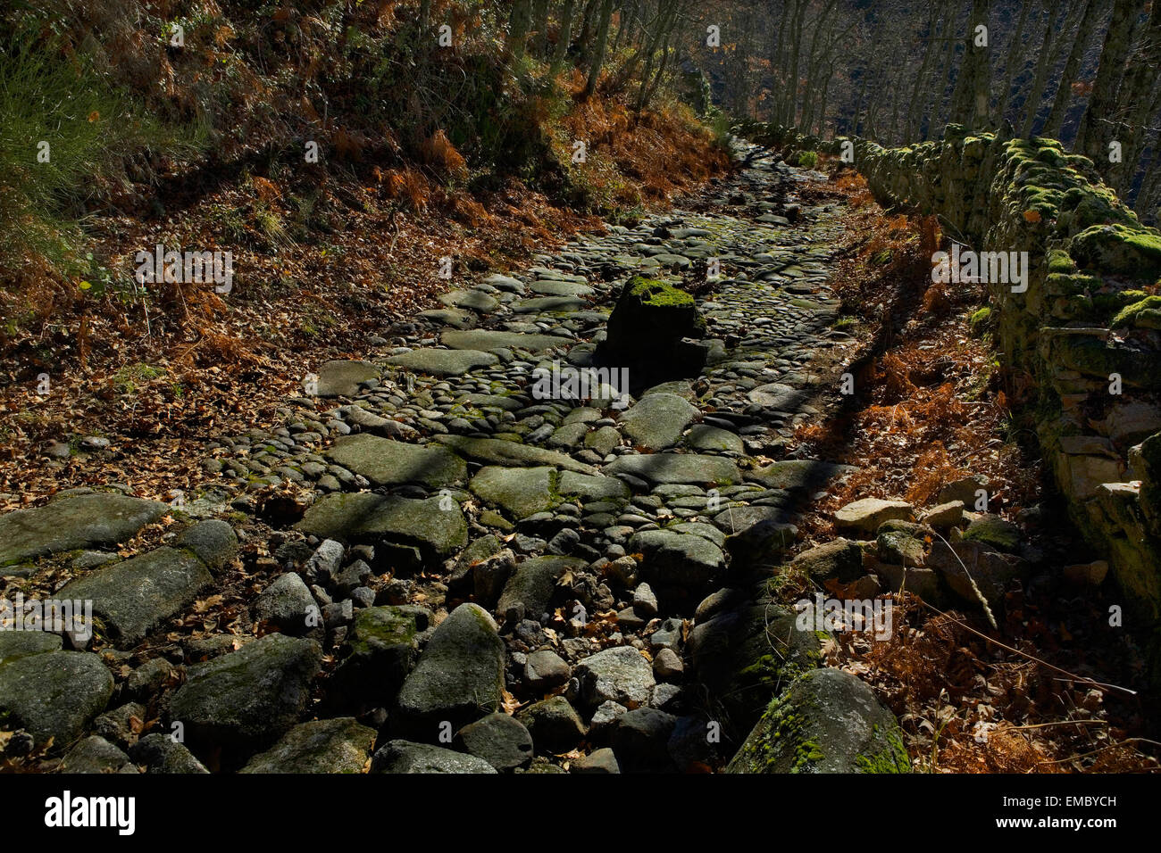 Old chesnut forest at winter beside the ancient roman road to Santa ...