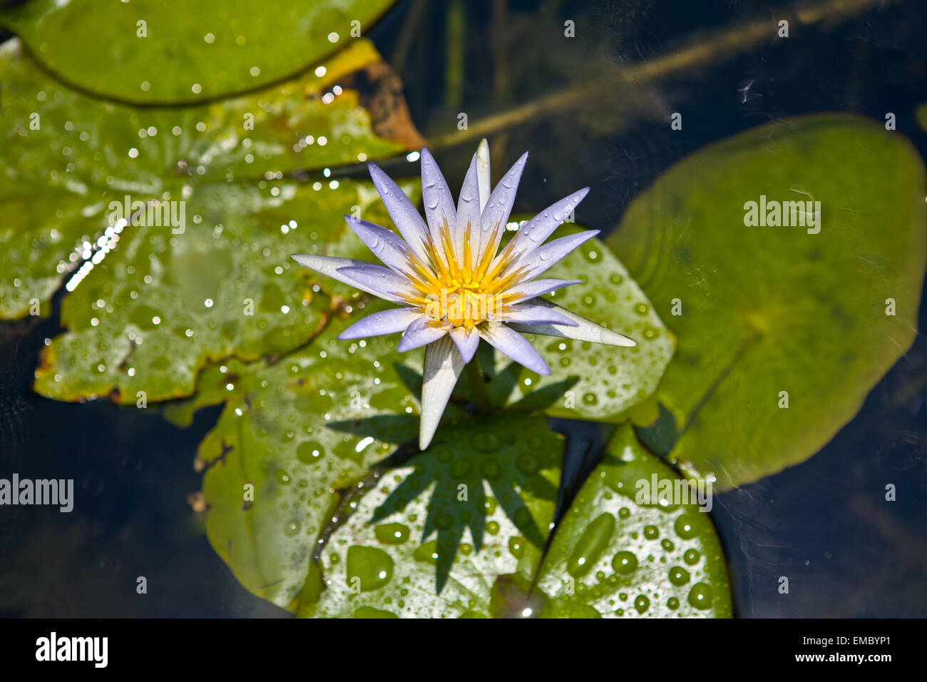 Egyptian lily hi-res stock photography and images - Alamy