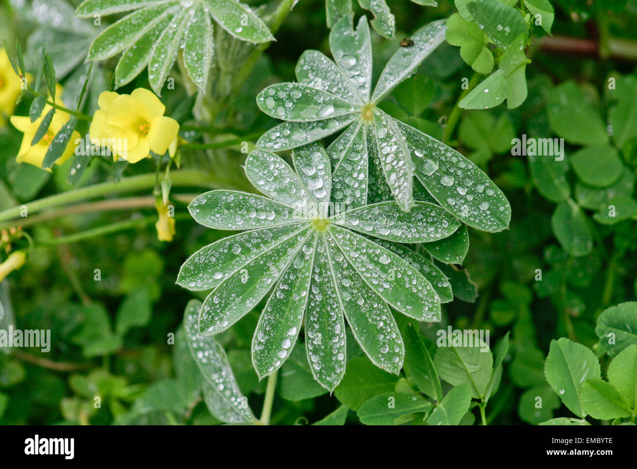 Close-up of fresh green foliage with water drops after rain, Lagos coast, Portugal Stock Photo