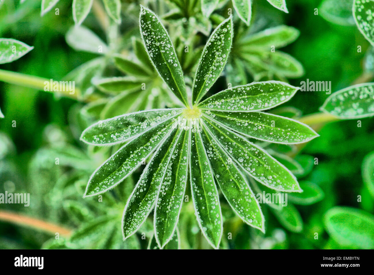 Close-up of fresh green foliage with water drops after rain, Lagos coast, Portugal Stock Photo