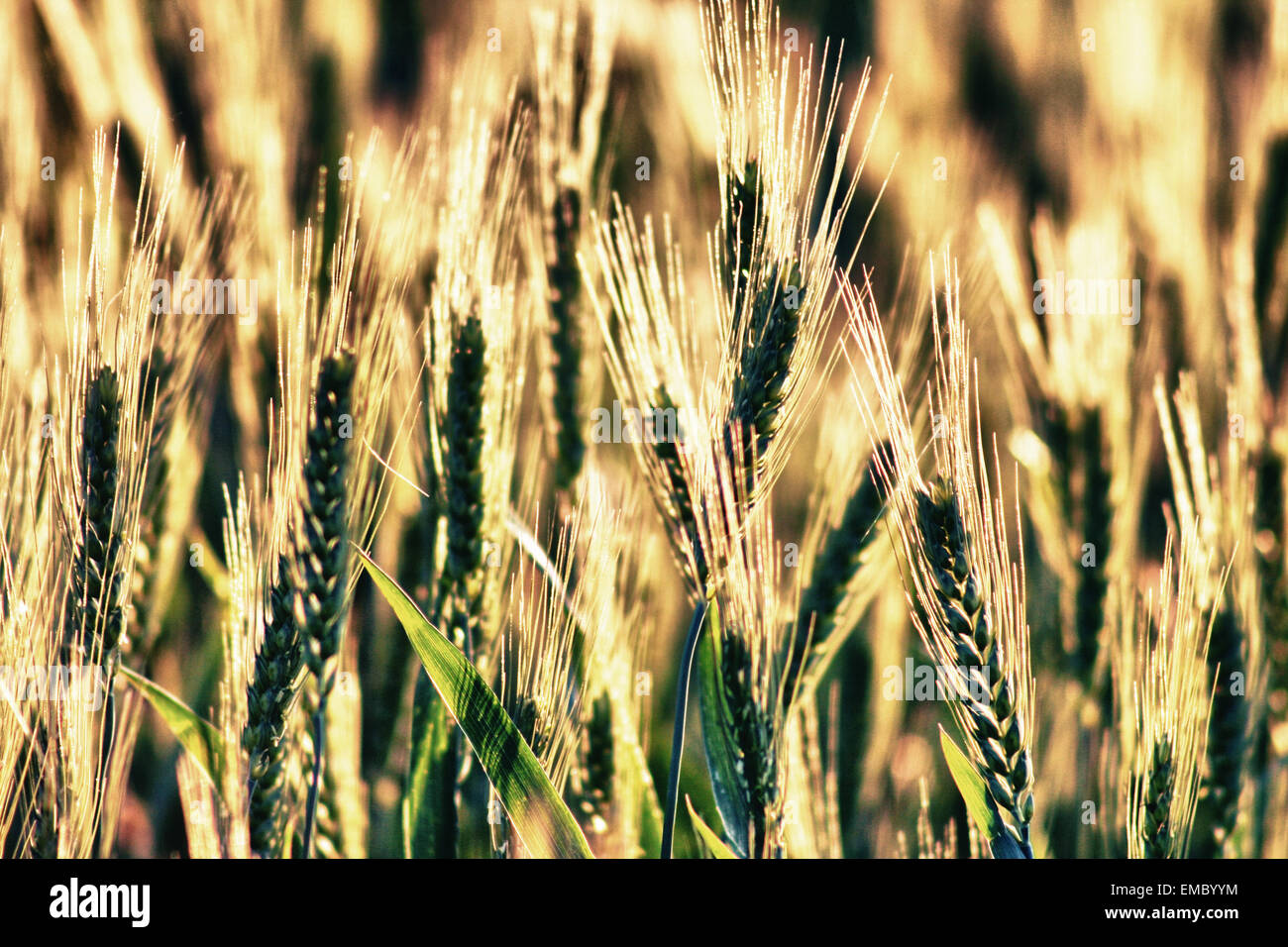 Beautiful wheat field. Closeup on a quiet background, Spain Stock Photo