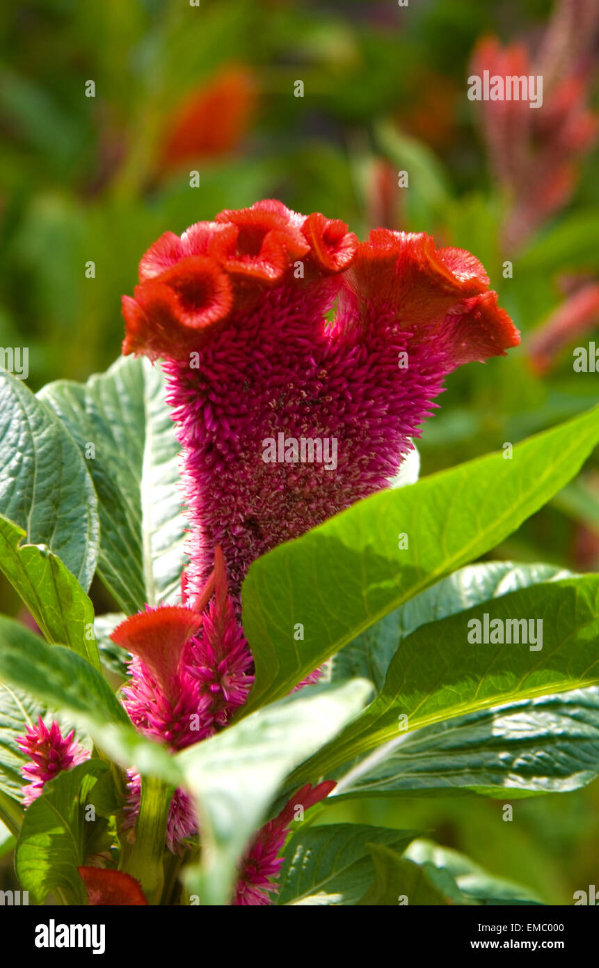 Red exotic flower detail at Topkapi Gardens, Istanbul Stock Photo