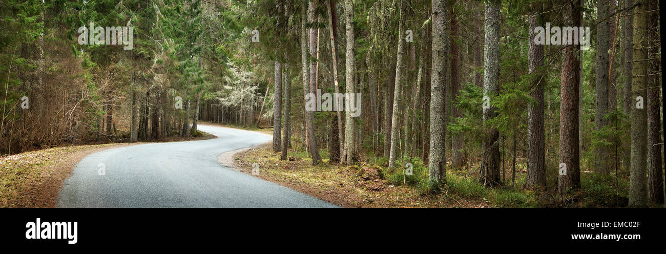 asphalt road in the forest Stock Photo - Alamy