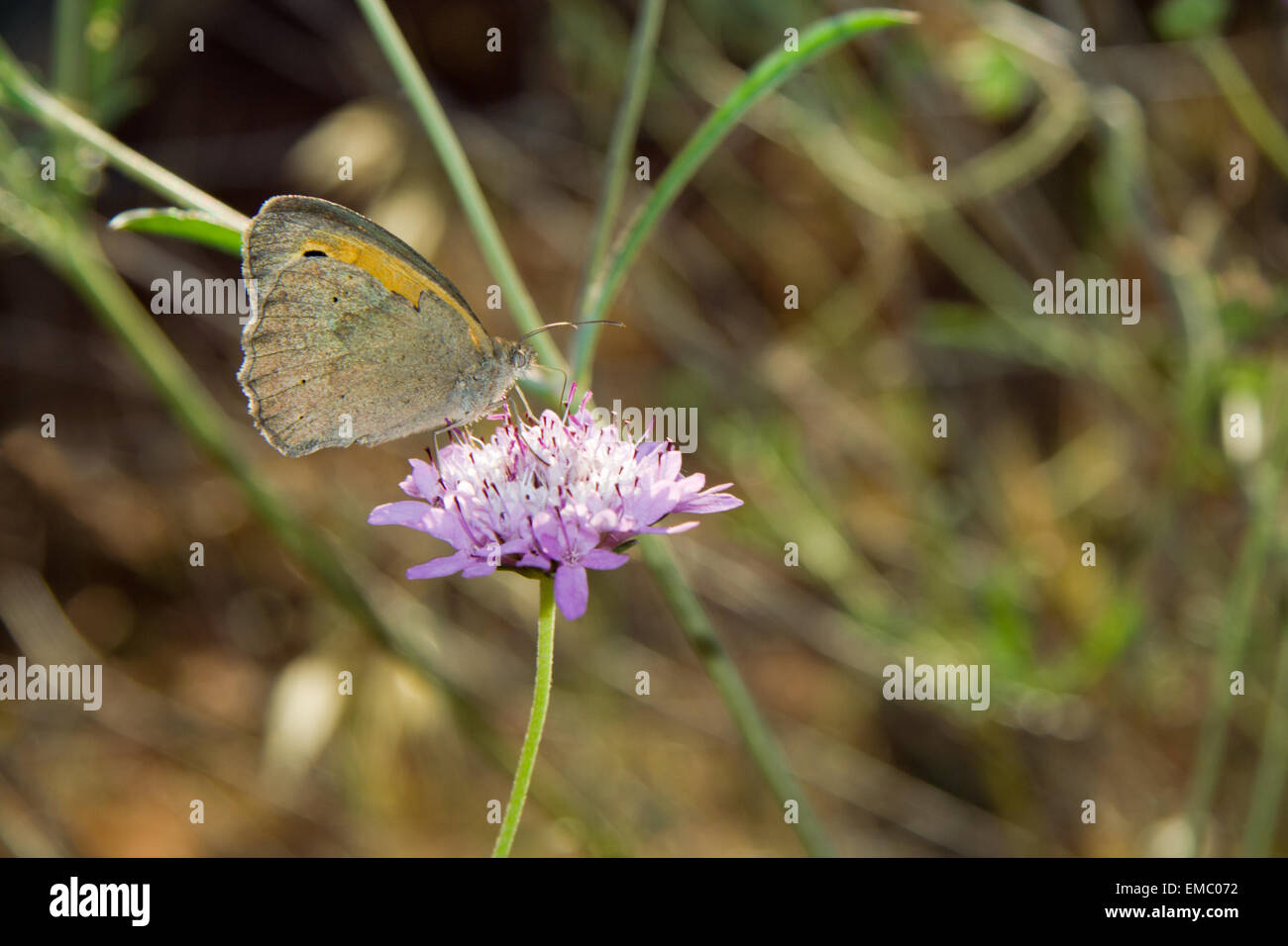 Side macro of butterfly on blooming common daisy flower with green nature background. Stock Photo