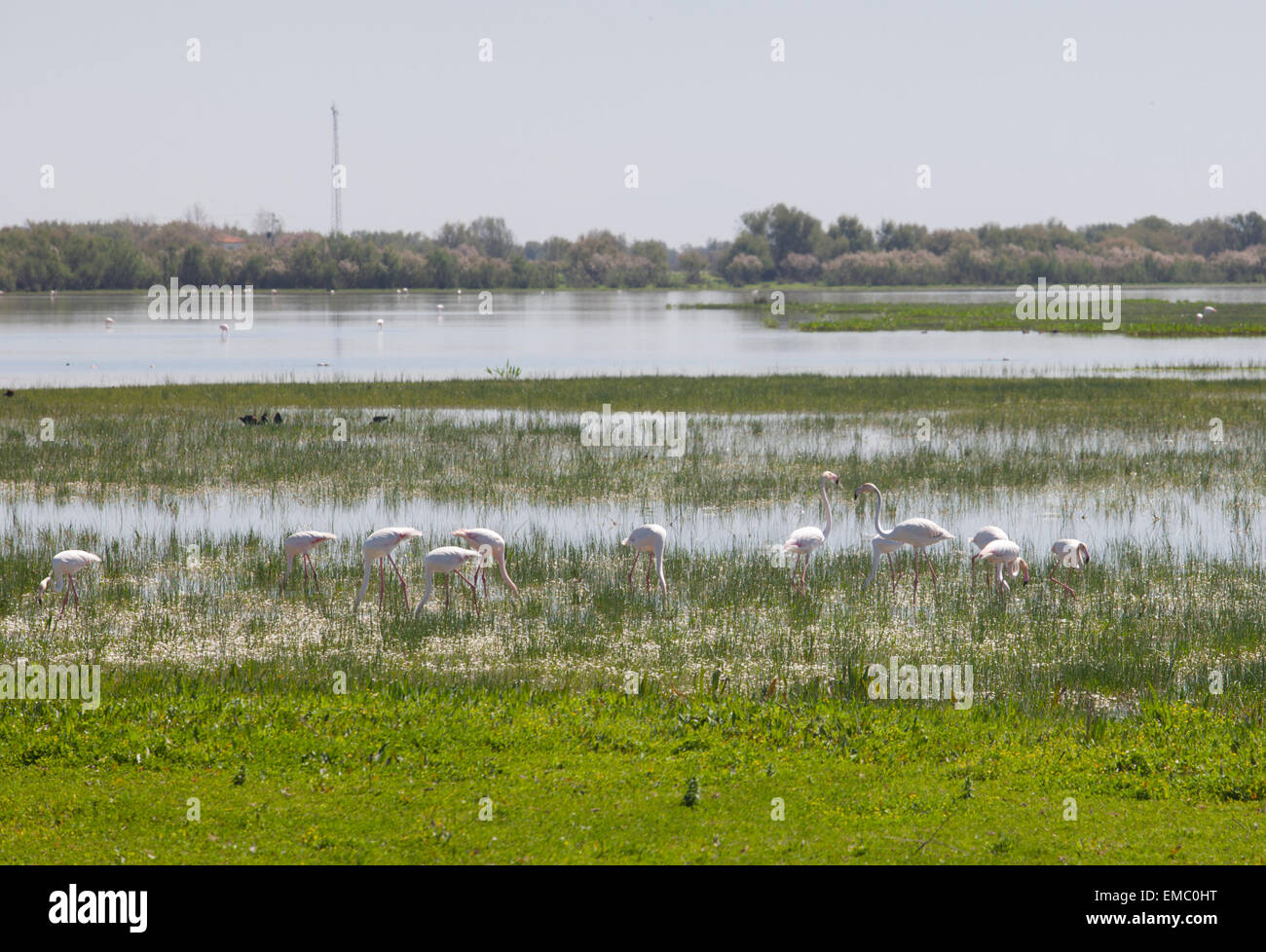 Flamingos on marshland chose to El Rocio village at Donana National Park, Spain Stock Photo