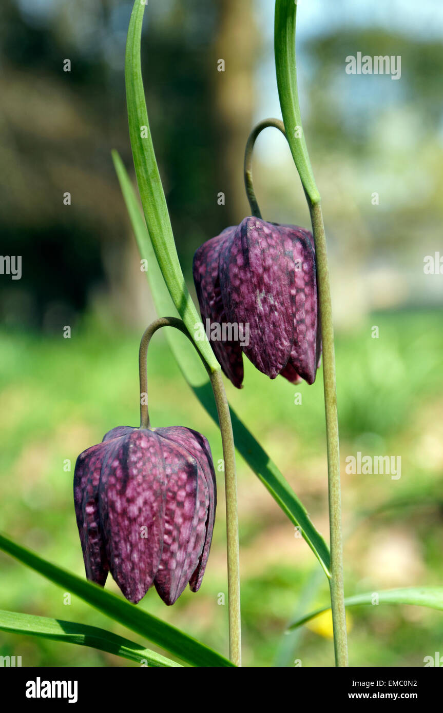 Snakes Head Fritillary flower, Bute Park, Cardiff, Wales. Stock Photo